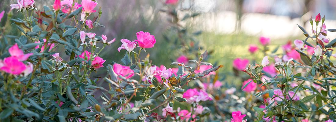 Close up of pinkish purple flowers blooming on a shrub on the TCU campus.